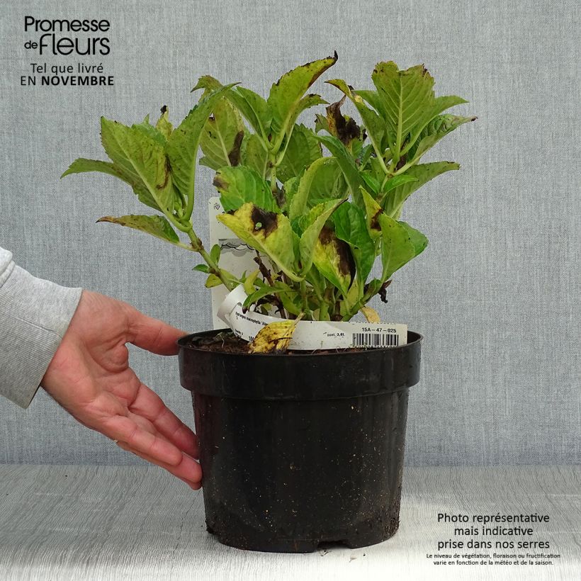Esimerkki syksyllä toimitetusta Jalohortensia Alpenglühen 2 litran/3 litran ruukku-taimesta