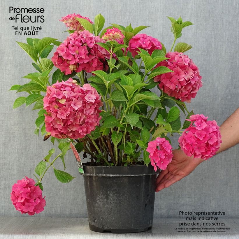 Esimerkki kesällä toimitetusta Hortensia macrophylla Alpenglühen Pot de 7,5L/10L-taimesta