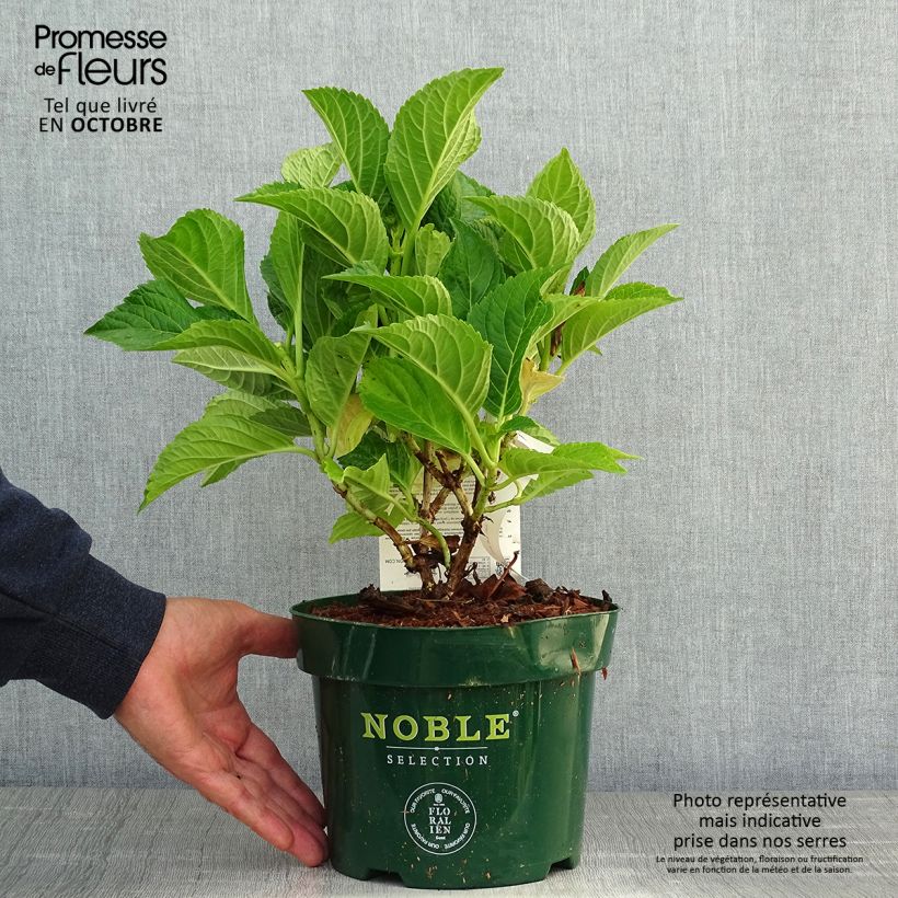 Esimerkki syksyllä toimitetusta Jalohortensia Belle Séduction 3 litran/4 litran ruukku-taimesta