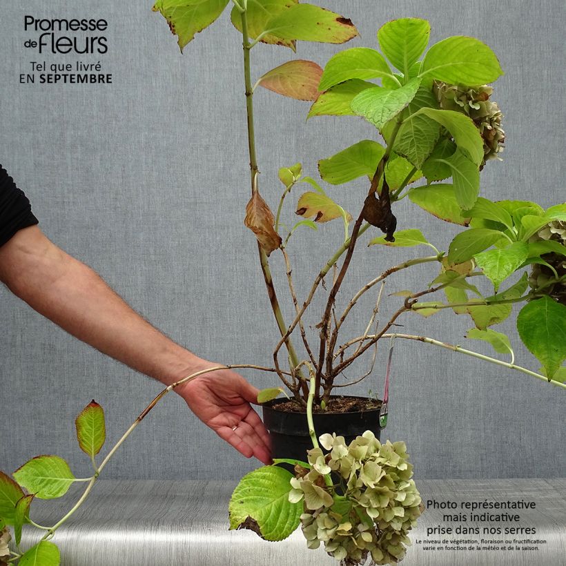 Esimerkki syksyllä toimitetusta Hortensia macrophylla King George V en pot de 2l/3l-taimesta