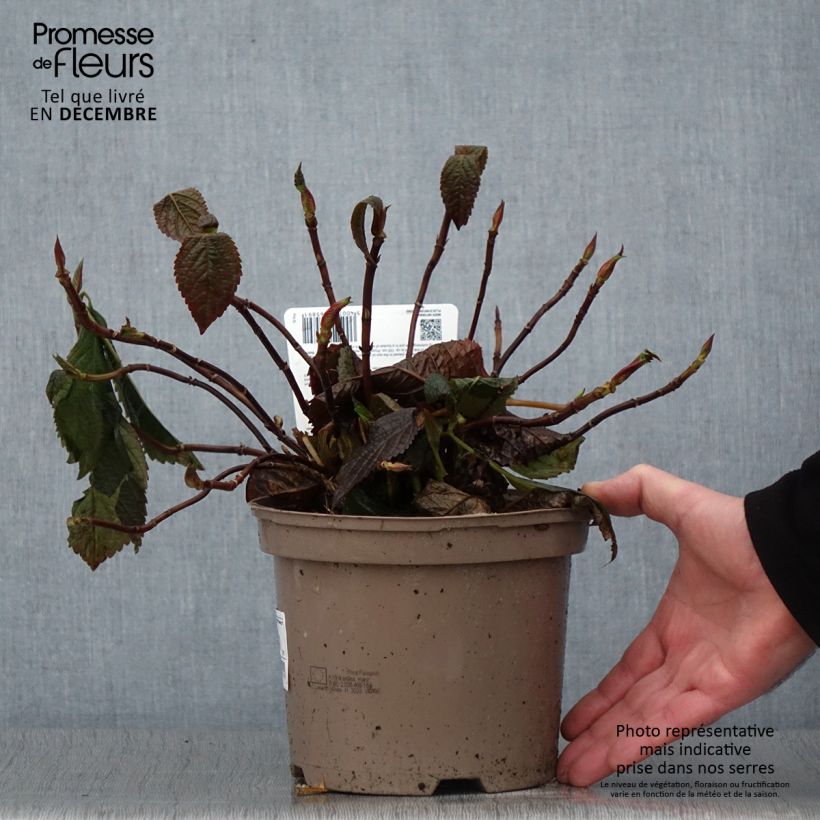 Esimerkki syksyllä toimitetusta Jalohortensia Lanarth White 2 litran/3 litran ruukku-taimesta