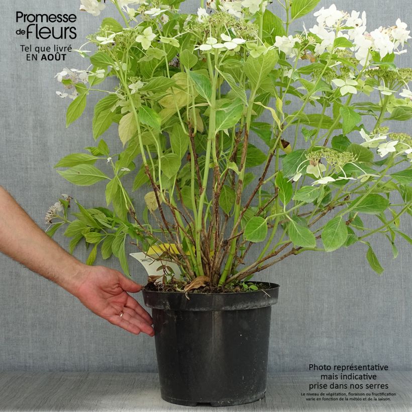 Esimerkki kesällä toimitetusta Hortensia macrophylla Lanarth White Pot de 7,5L/10L-taimesta