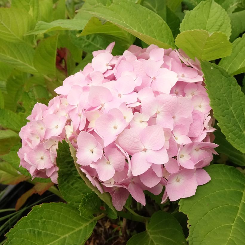 Jalohortensia Madame Plumecoq (Kukinta)