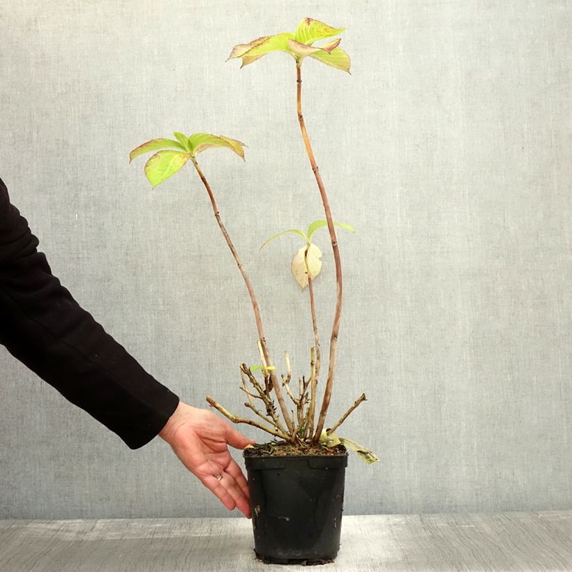 Esimerkki syksyllä toimitetusta Jalohortensia Madame Plumecoq 2 litran/3 litran ruukku-taimesta
