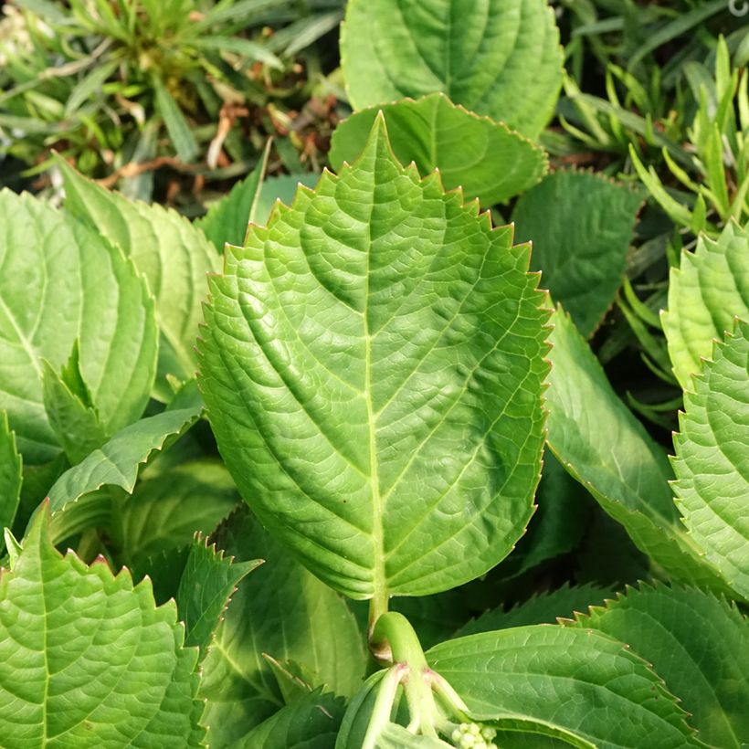 Jalohortensia Madame Plumecoq (Lehvistö)