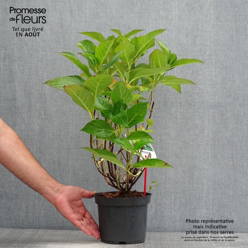 Esimerkki kesällä toimitetusta Hortensia macrophylla Mariesii Perfecta Pot de 2L/3L-taimesta