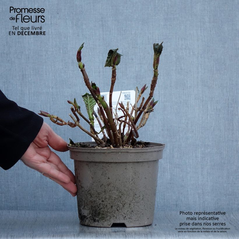 Esimerkki syksyllä toimitetusta Jalohortensia Sibilla 2 litran/3 litran ruukku-taimesta