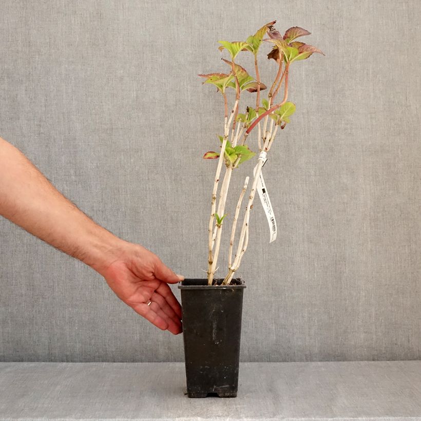 Esimerkki kesällä toimitetusta Jalohortensia Sibilla 2 litran/3 litran ruukku-taimesta