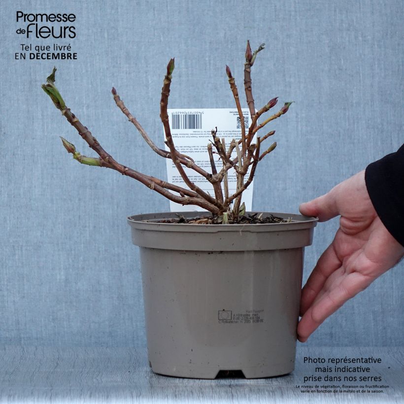 Esimerkki syksyllä toimitetusta Jalohortensia Rotkehlchen 2 litran/3 litran ruukku-taimesta