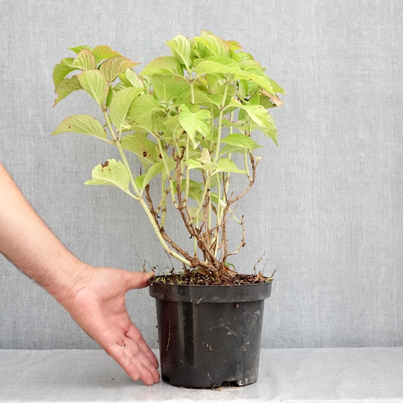 Esimerkki kesällä toimitetusta Jalohortensia Rotkehlchen 2 litran/3 litran ruukku-taimesta