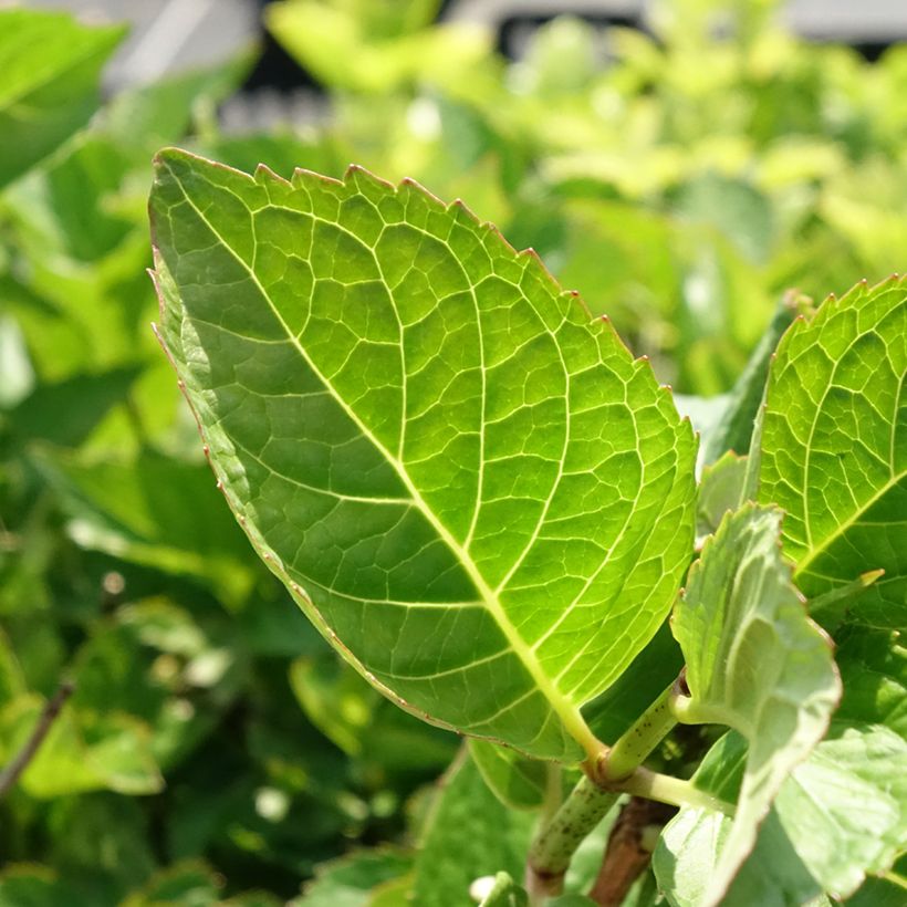 Jalohortensia Rotkehlchen (Lehvistö)