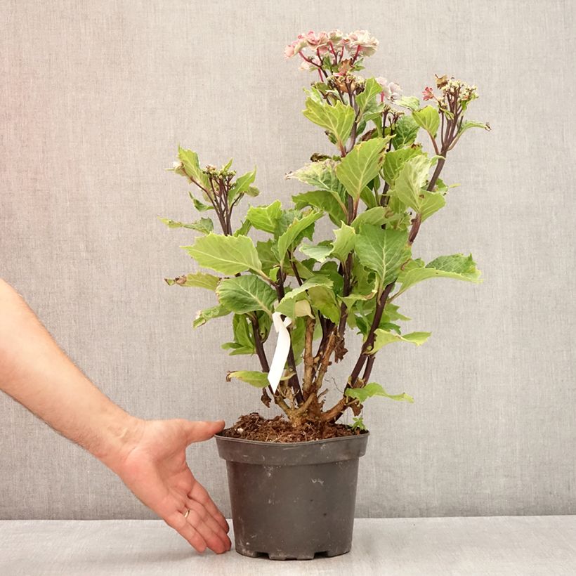 Esimerkki kesällä toimitetusta Jalohortensia So Long Aya 3 litran/4 litran ruukku-taimesta