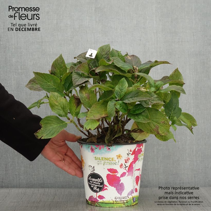 Esimerkki syksyllä toimitetusta Jalohortensia Stellar Bleu 4 litran/5 litran ruukku-taimesta