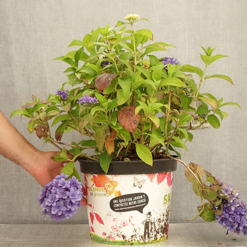 Esimerkki kesällä toimitetusta Jalohortensia Stellar Bleu 7,5 litran / 10 litran ruukku-taimesta