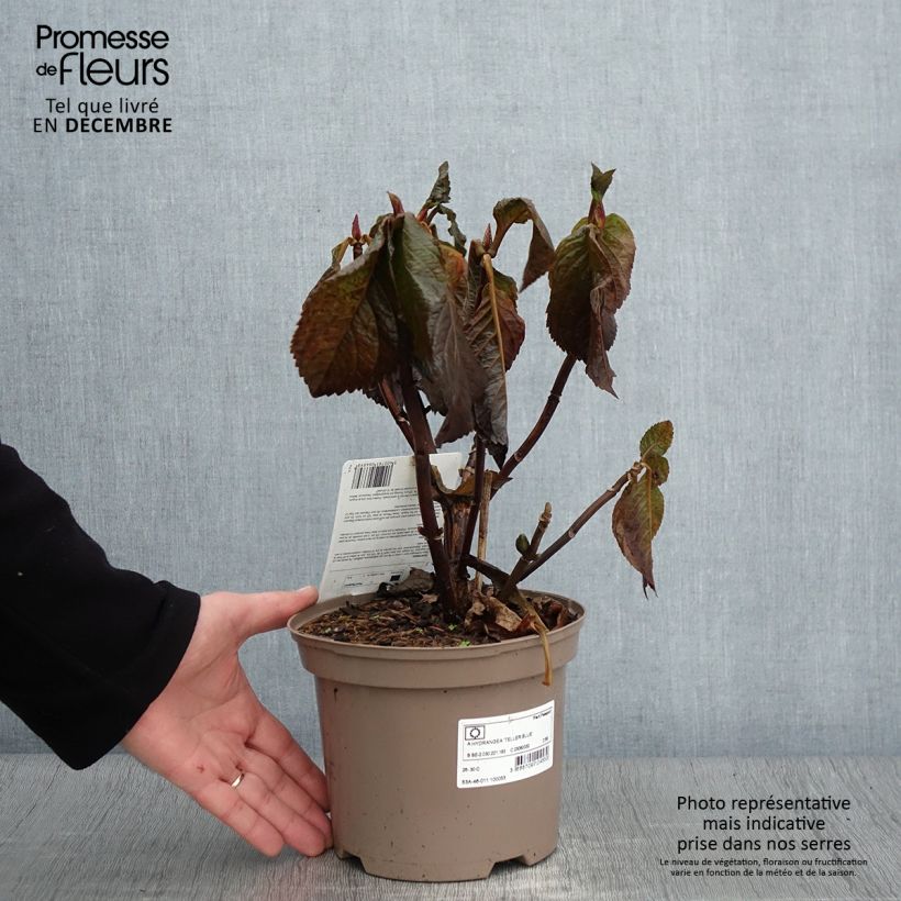 Esimerkki syksyllä toimitetusta Jalohortensia Teller Blue 2 litran/3 litran ruukku-taimesta