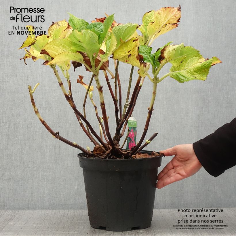 Esimerkki syksyllä toimitetusta Jalohortensia Teller Red 7,5 litran / 10 litran ruukku-taimesta