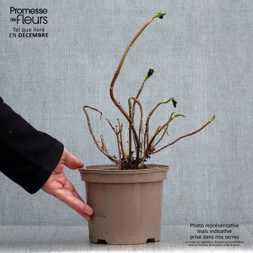 Esimerkki syksyllä toimitetusta Jalohortensia White Wave 2 litran/3 litran ruukku-taimesta