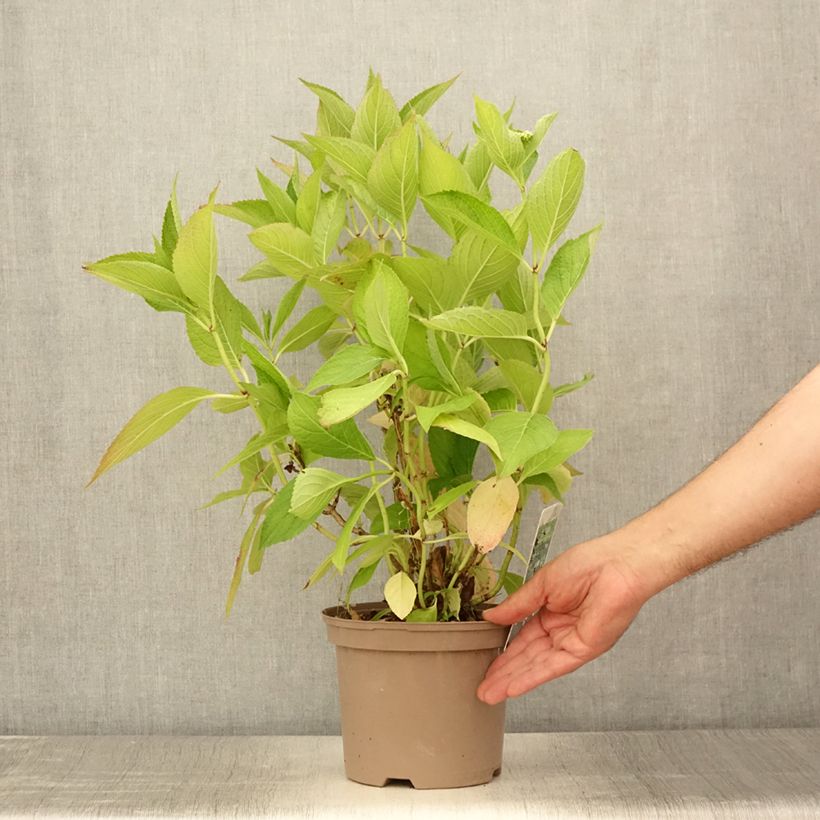 Esimerkki kesällä toimitetusta Jalohortensia White Wave 2 litran/3 litran ruukku-taimesta