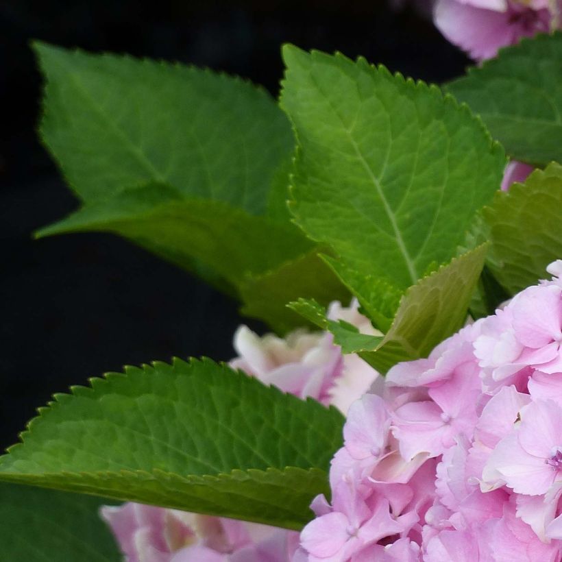 Jalohortensia Magical Harmony (Lehvistö)