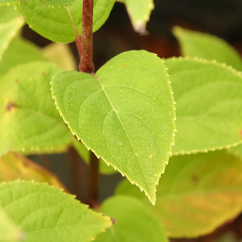 Syyshortensia Pandora (Lehvistö)