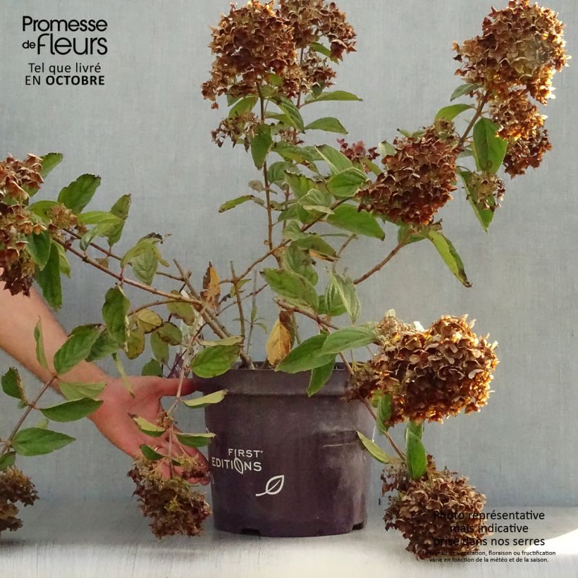 Esimerkki syksyllä toimitetusta Syyshortensia Tickled Pink 7,5 litran / 10 litran ruukku-taimesta