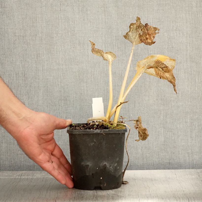Esimerkki syksyllä toimitetusta Hosta abiqua Drinking Gourd Pot de 1,5L/2L-taimesta