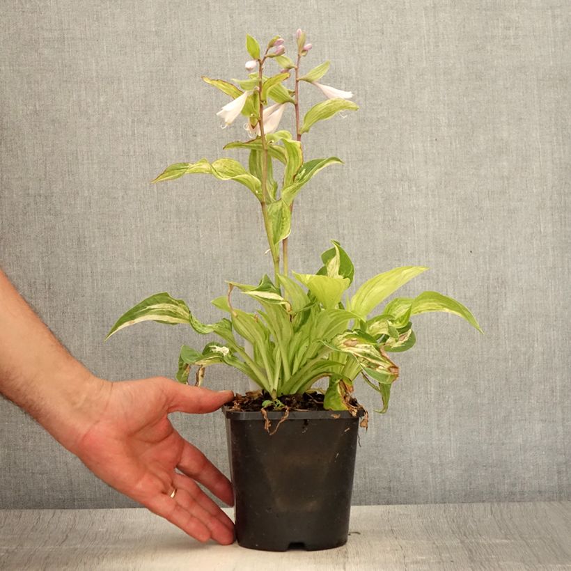Esimerkki kesällä toimitetusta Komeakuunlilja Allegan Fog Pot de 1,5L/2L-taimesta
