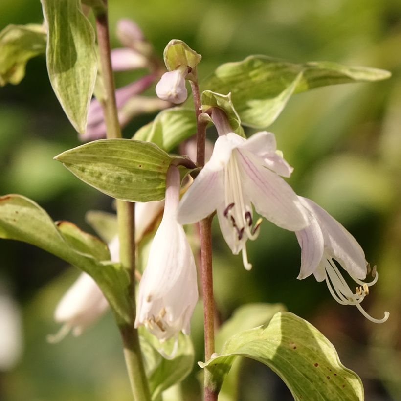 Komeakuunlilja Allegan Fog (Kukinta)