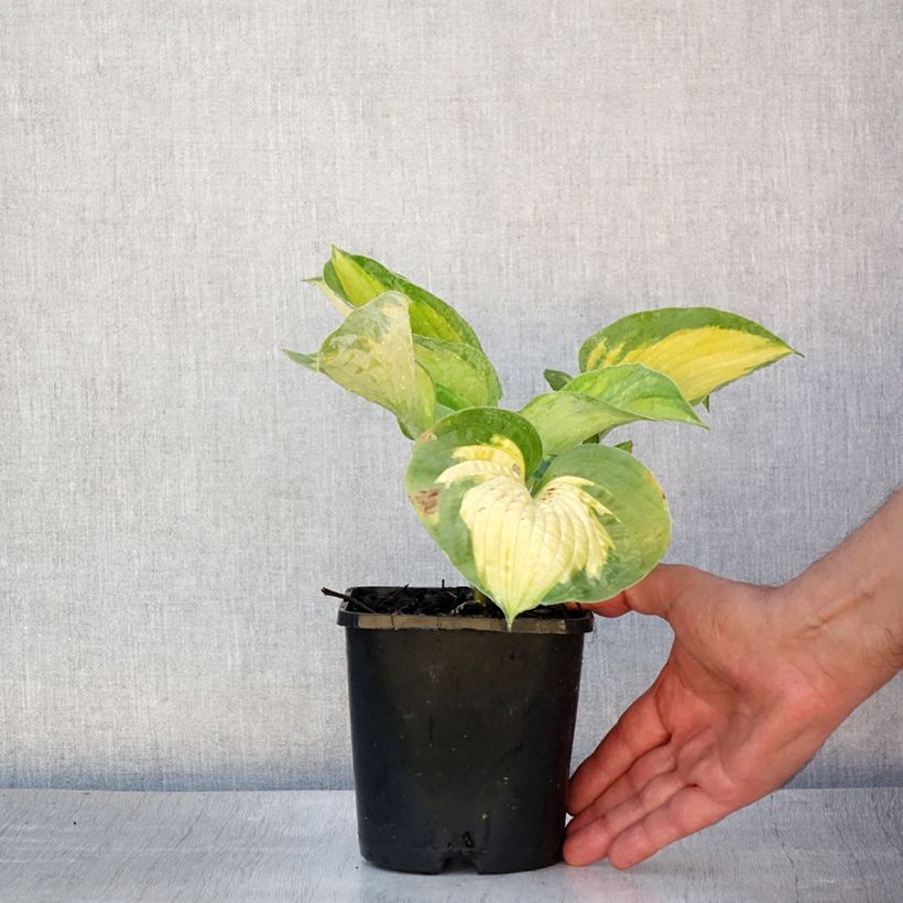 Esimerkki kesällä toimitetusta Kuunlilja Alligator Alley Pot de 1,5L/2L-taimesta