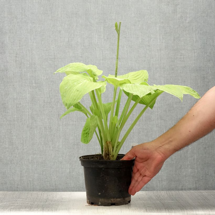 Esimerkki kesällä toimitetusta Kuunlilja August Moon Pot de 2L/3L-taimesta