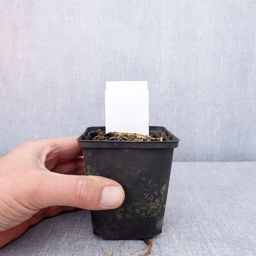 Esimerkki keväällä toimitetusta Hosta Austin Dickinson Godet de 8/9 cm-taimesta