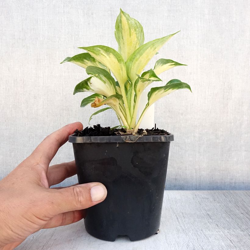 Esimerkki kesällä toimitetusta Kuunlilja Beach Boy Pot de 1,5L/2L-taimesta