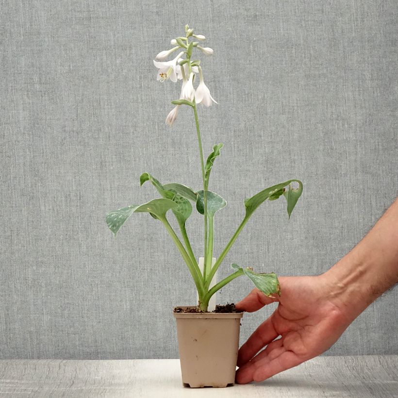 Esimerkki kesällä toimitetusta Kuunlilja Big Mama Godet de 8/9 cm-taimesta