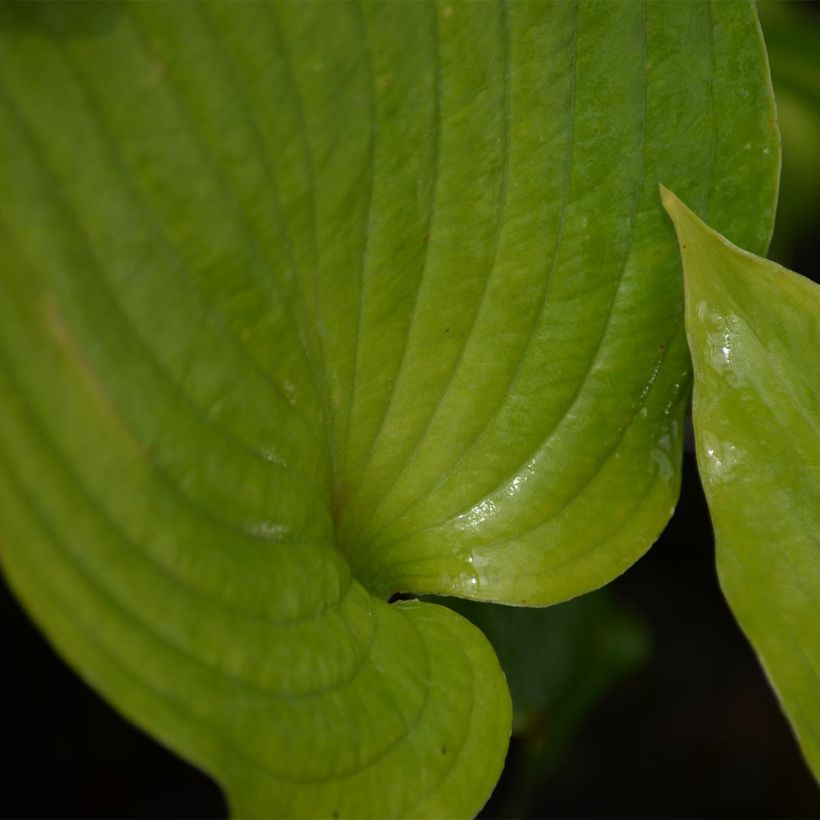 Kuunlilja Hosta Blue Angel (Lehvistö)