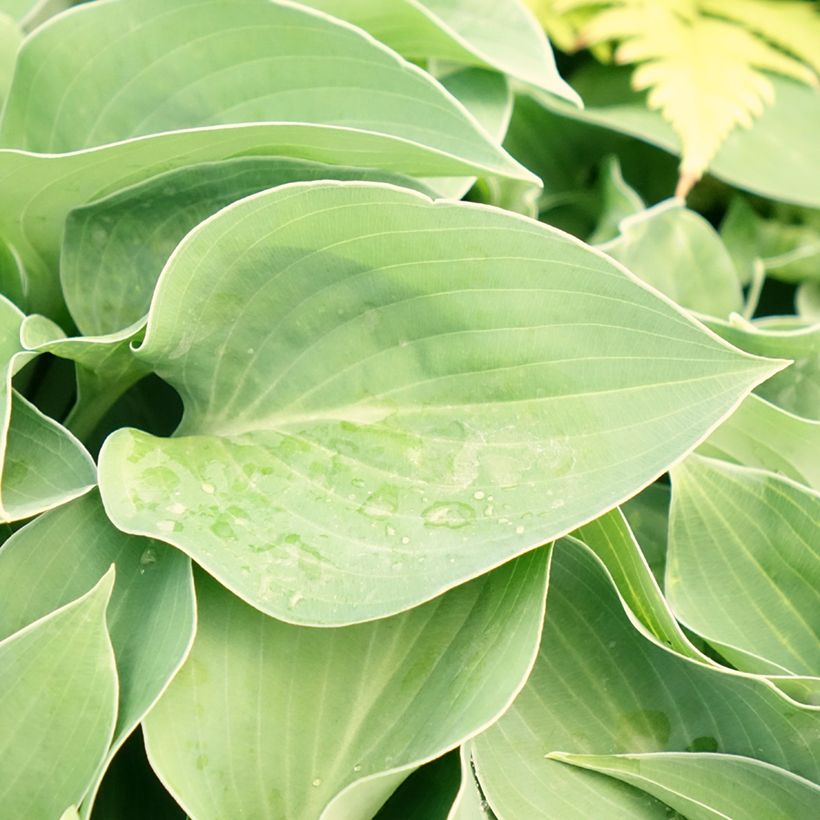 Kuunlilja Hosta Blue Cadet (Lehvistö)