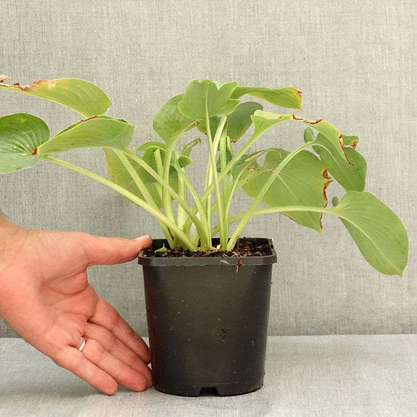 Esimerkki kesällä toimitetusta Kuunlilja Hosta Blue Cadet 1,5 litran / 2 litran kannu-taimesta