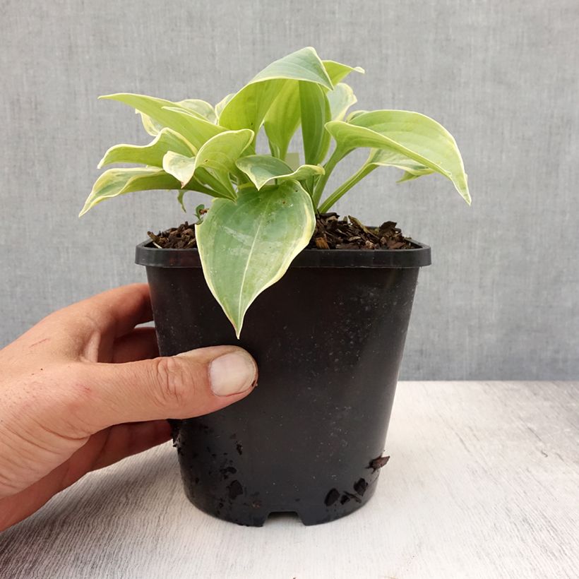 Esimerkki kesällä toimitetusta Kuunlilja Blue Flame Pot de 1,5L/2L-taimesta
