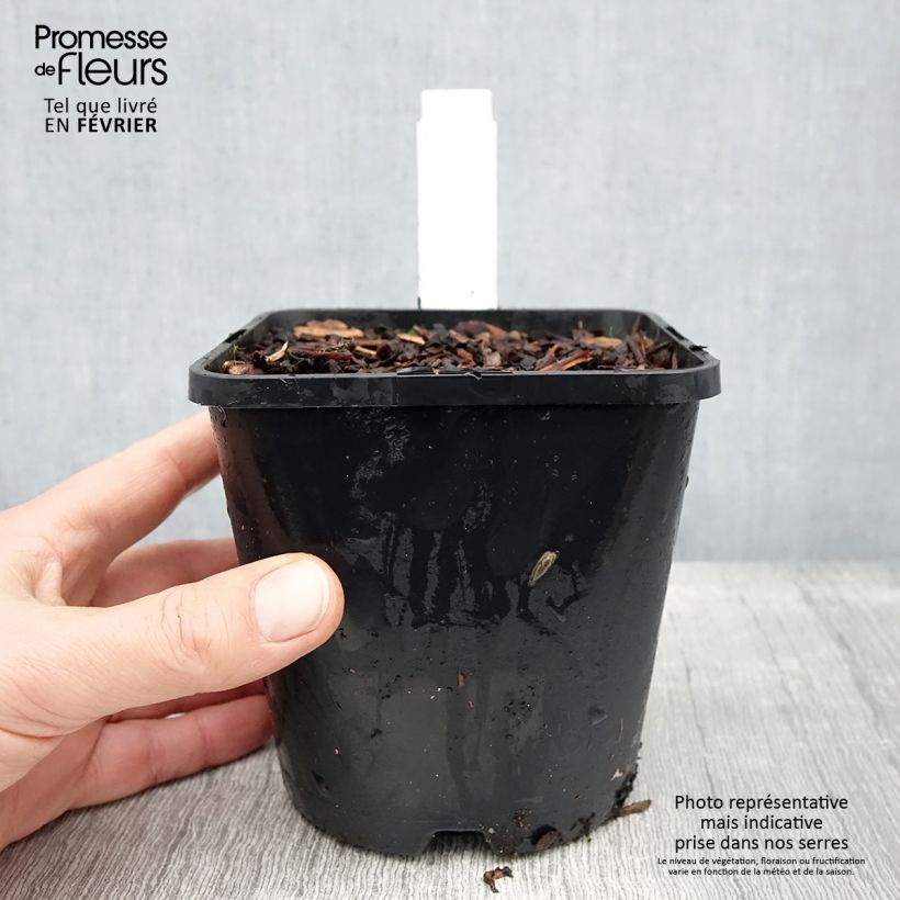 Esimerkki talvella toimitetusta Hosta Blue Ivory - Hosta moyen bleu et ivoire Pot de 1,5L/2L-taimesta