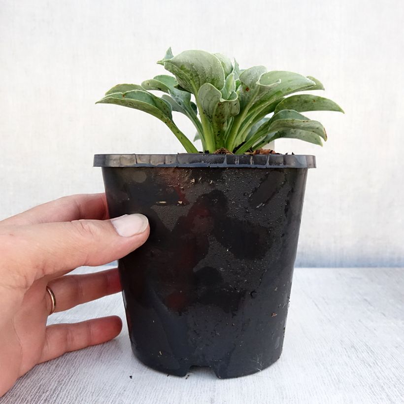 Esimerkki kesällä toimitetusta Kuunlilja Blue Mouse Ears Ruukku 1,5L / 2L-taimesta