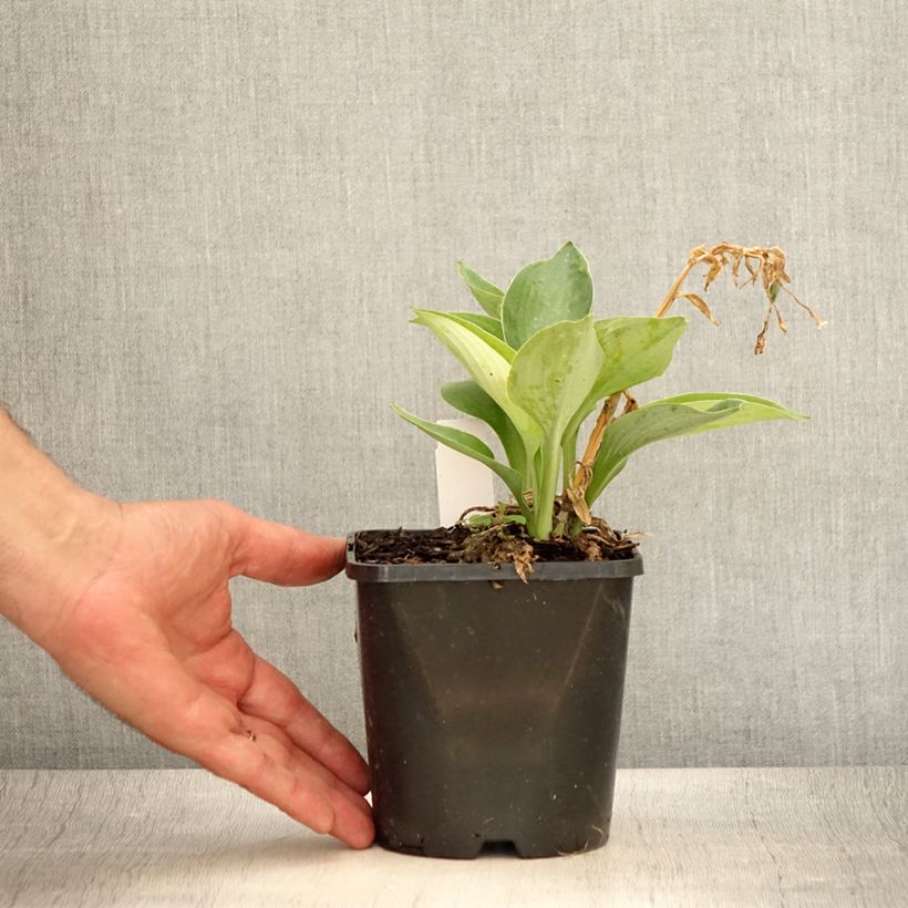 Esimerkki kesällä toimitetusta Sinikuunlilja Blue Vision Pot de 1,5L/2L-taimesta