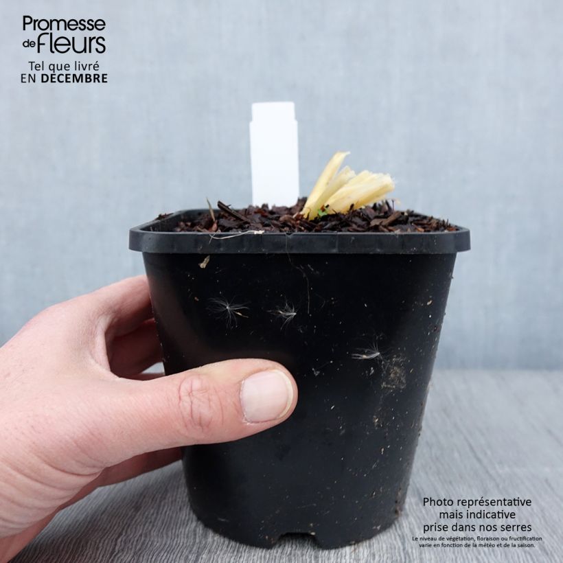 Esimerkki syksyllä toimitetusta Hosta Bridal Falls Pot de 1,5L/2L-taimesta