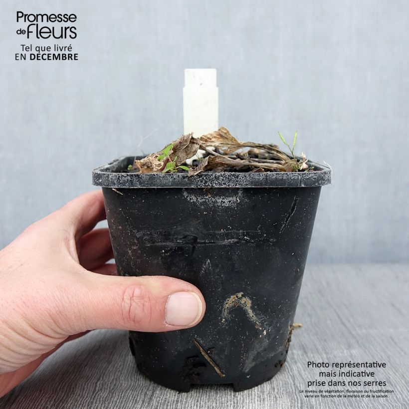 Esimerkki syksyllä toimitetusta Hosta Broad Street Pot de 1,5L/2L-taimesta