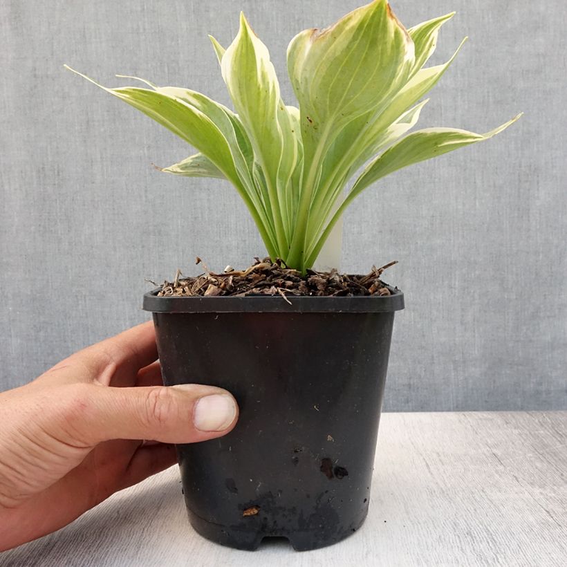 Esimerkki kesällä toimitetusta Kuunlilja Broadway Pot de 1,5L/2L-taimesta