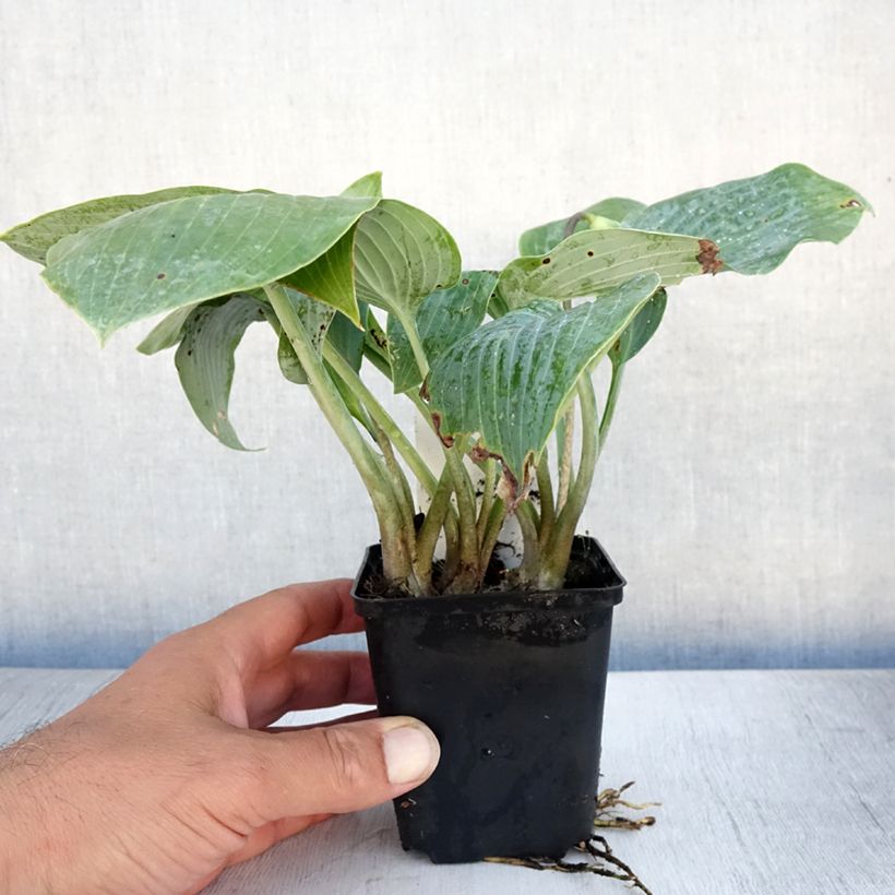 Esimerkki kesällä toimitetusta Kuunlilja Canadian Blue Taimiruukku 8/9 cm-taimesta