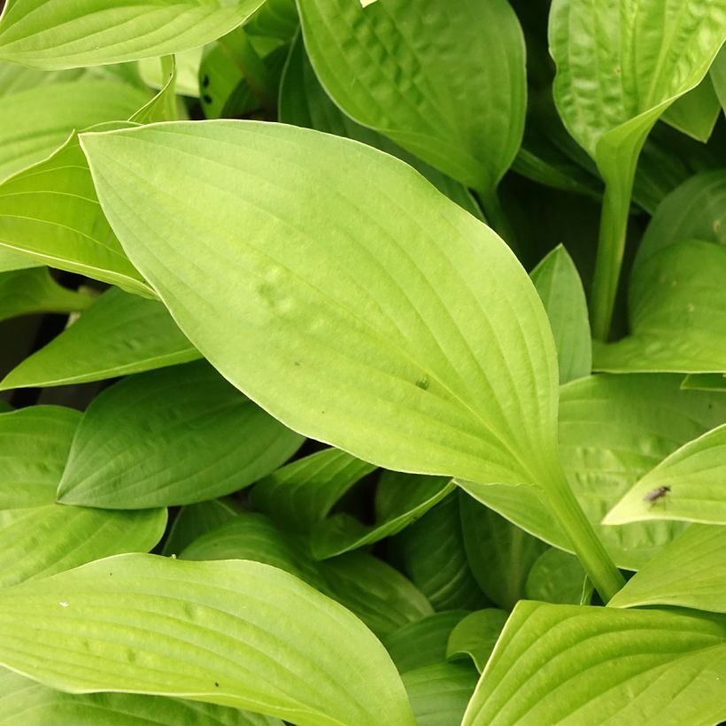 Kuunlilja - Hosta clausa var. normalis (Lehvistö)