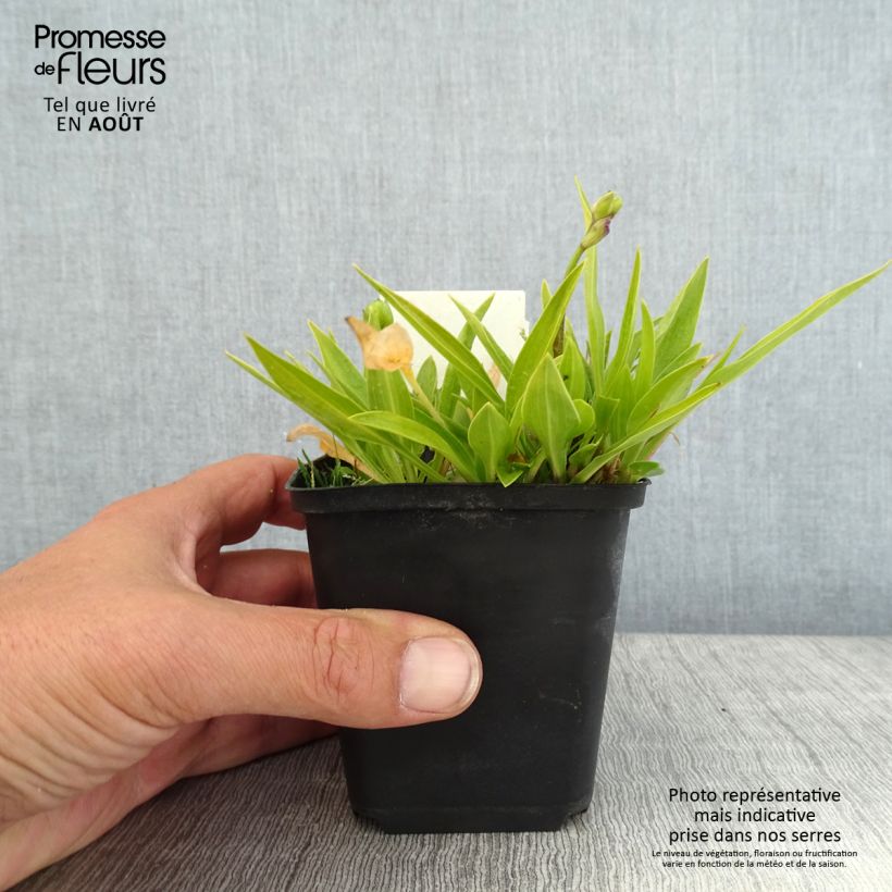 Esimerkki kesällä toimitetusta Hosta clausa var. normalis   Godet de 8/9 cm-taimesta