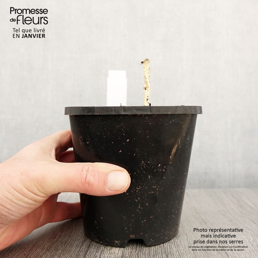 Esimerkki talvella toimitetusta Hosta Clifford's Stingray Pot de 1,5L/2L-taimesta