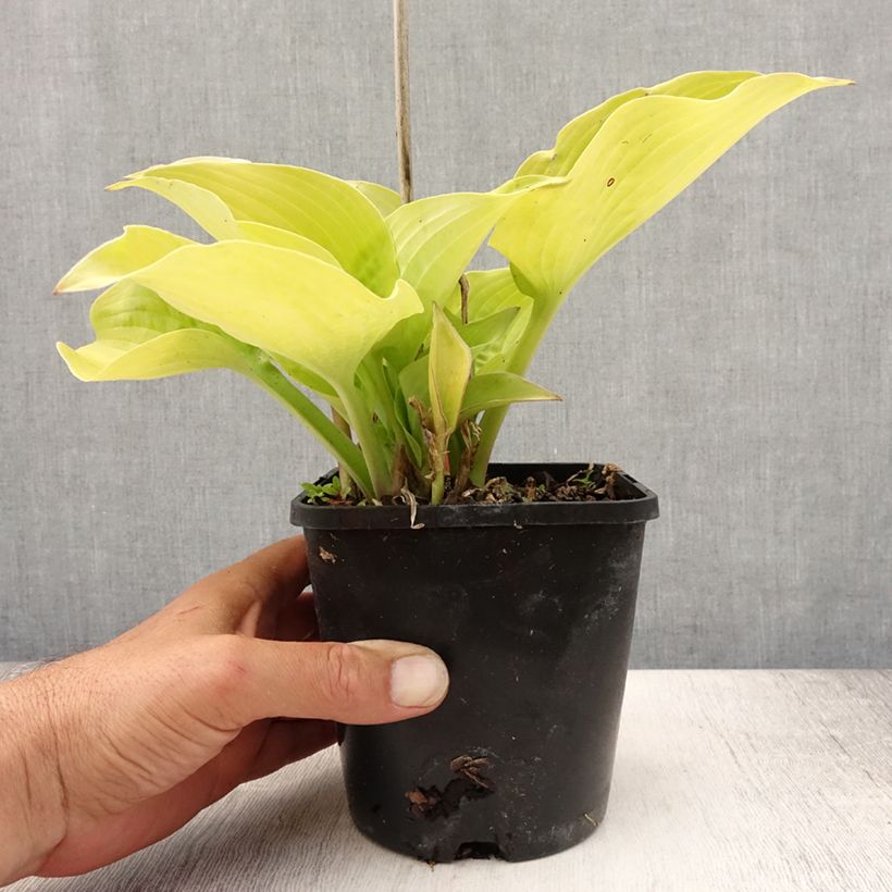 Esimerkki kesällä toimitetusta Kuunlilja Coast to Coast Pot de 1,5L/2L-taimesta