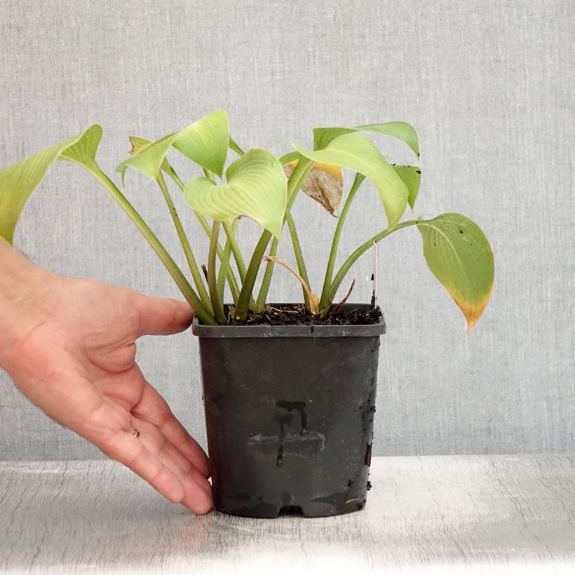 Esimerkki kesällä toimitetusta Kuunlilja Devon Green Ruukku 1,5L / 2L-taimesta