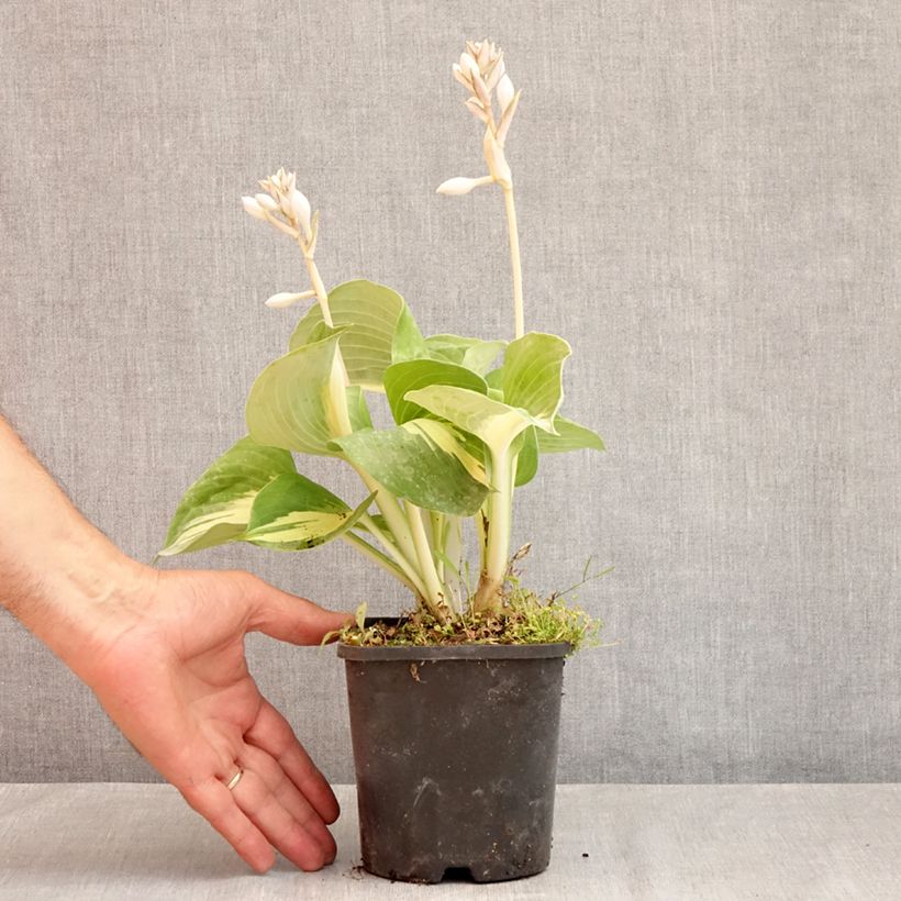 Esimerkki kesällä toimitetusta Kuunlilja Dream Queen Pot de 1,5L/2L-taimesta
